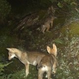 La première meute de loups dans les Grisons s'est formée en 2014 dans la région du Calanda (archives).